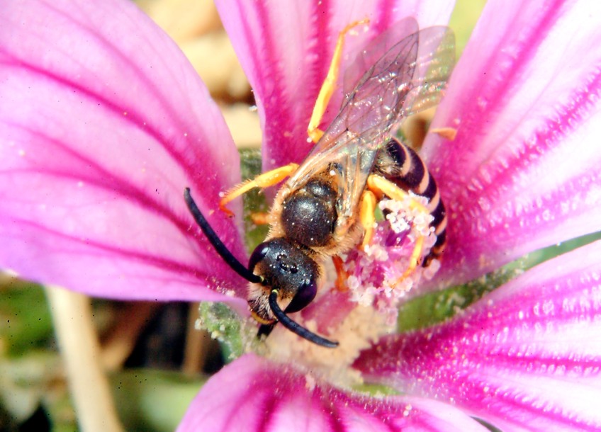 Farfalla della malva e coccinelle al 